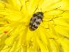 Attagenus trifasciatus